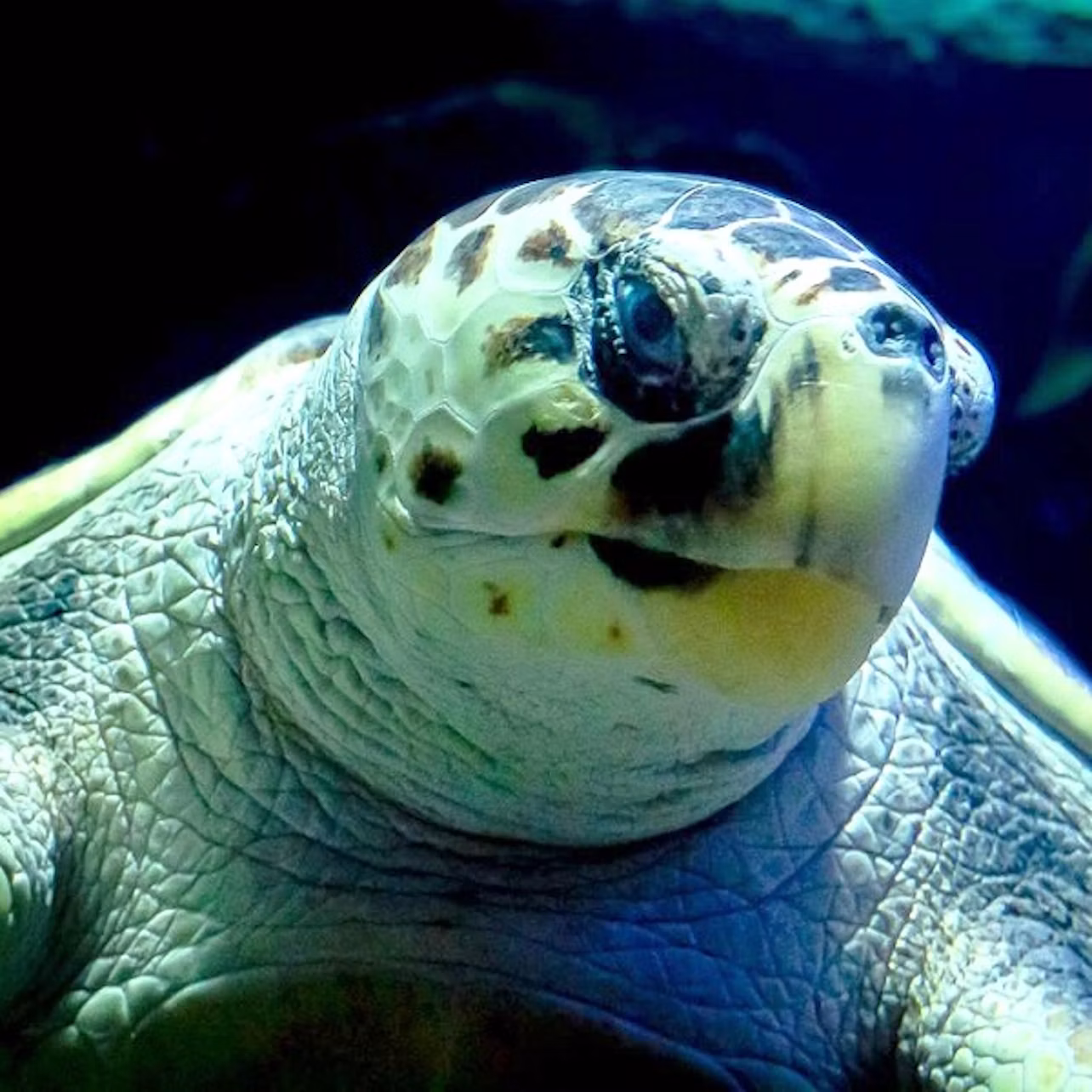 Close-up of a turtle with a textured shell, spotted skin, and dark, reflective eyes under dim blue lighting.