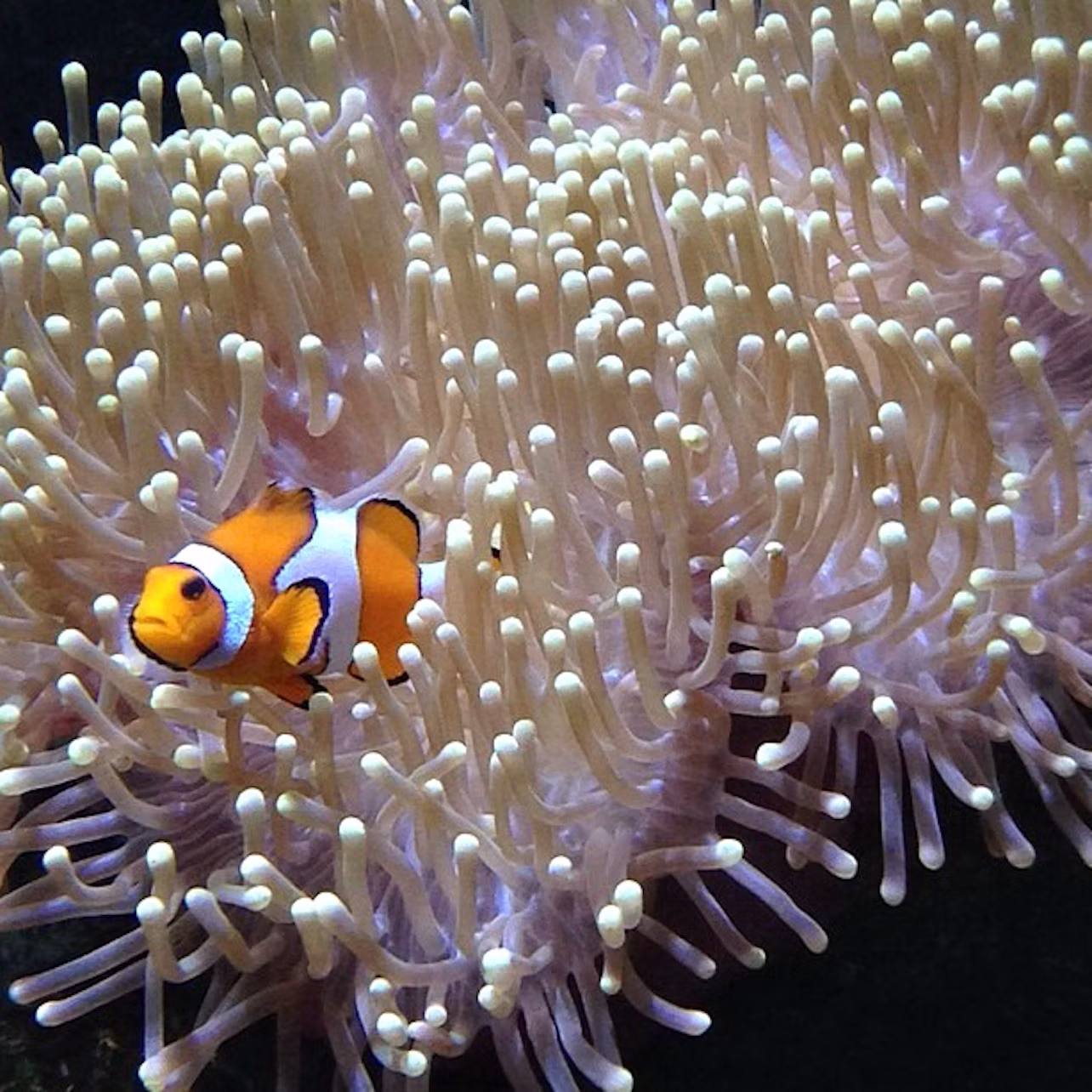 A clownfish swims among the tentacles of a sea anemone.