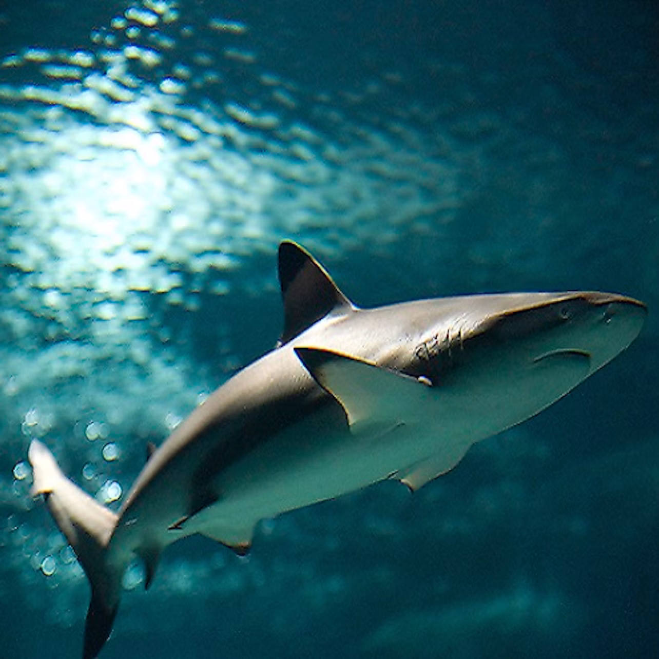 A shark swimming underwater with rippling light reflections from the surface above.