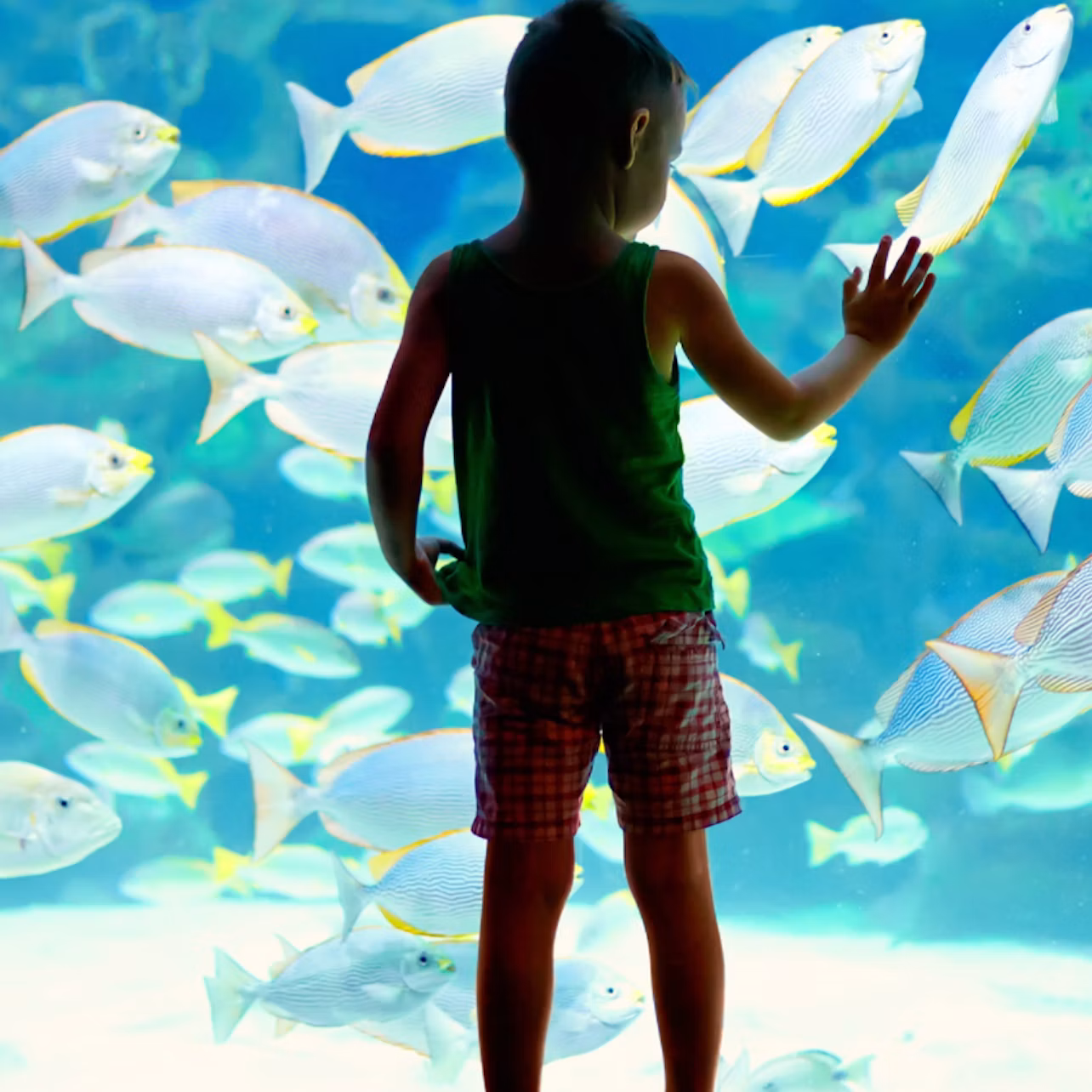 A child in a green tank top and plaid shorts gazes at a large aquarium filled with numerous fish.