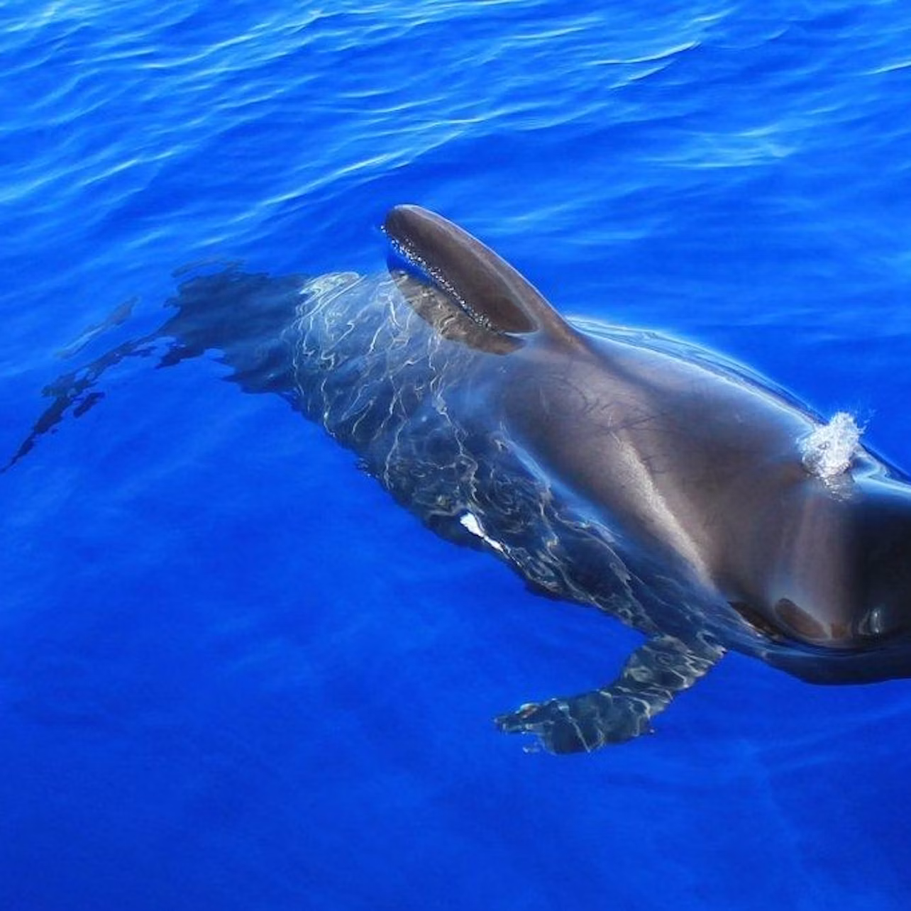 Pilot whales