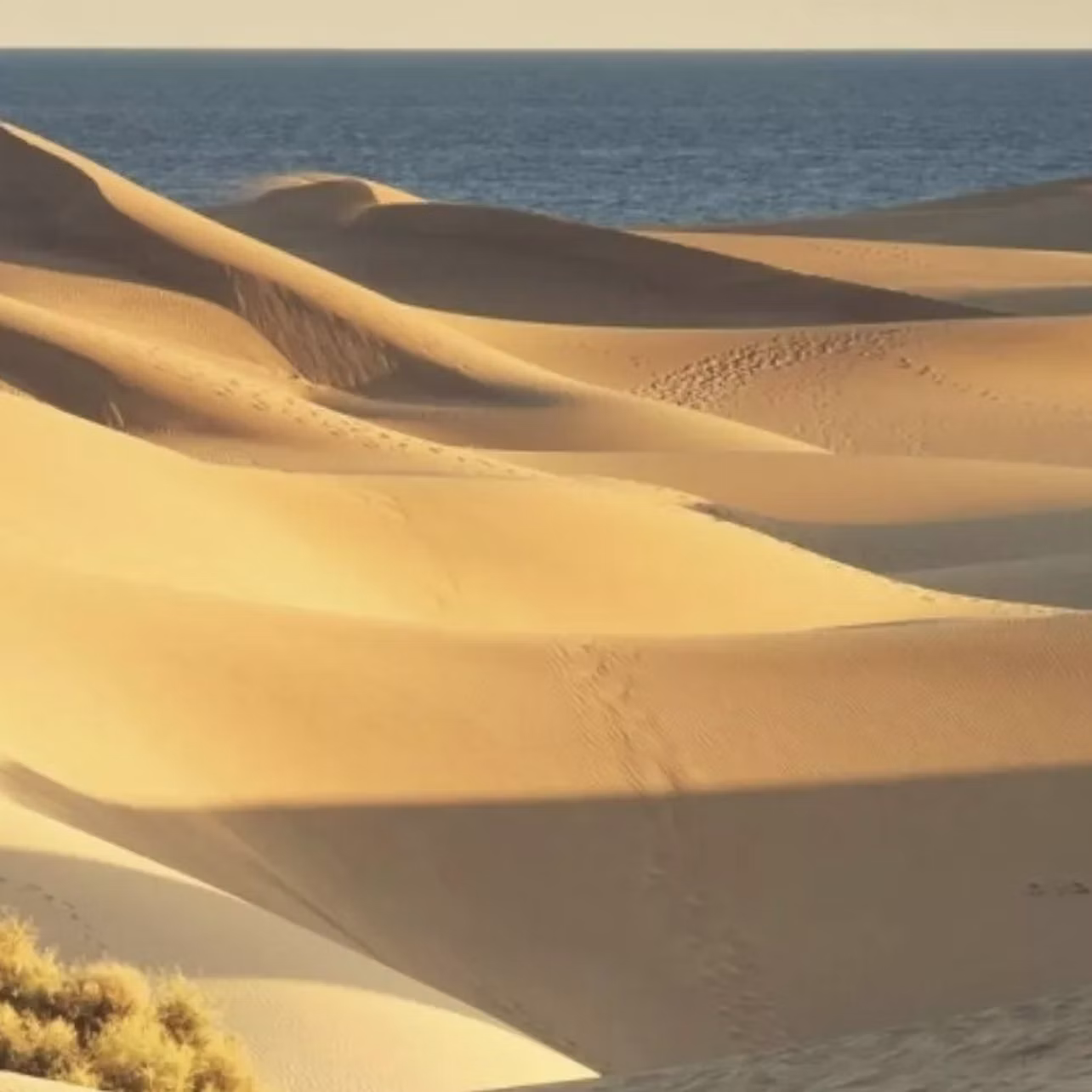 Sand dunes with smooth, wind-shaped ridges, small footprints, and sparse vegetation under a blue sky with a sea in the background.