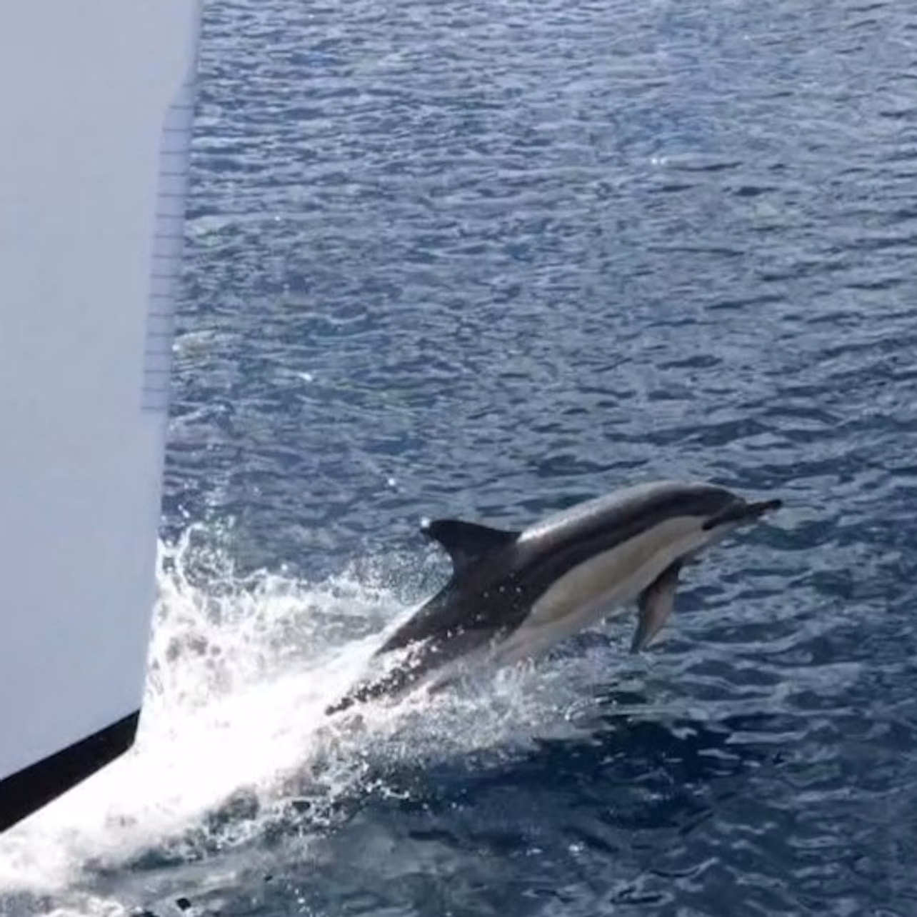A dolphin leaps out of the water near the bow of a white boat.