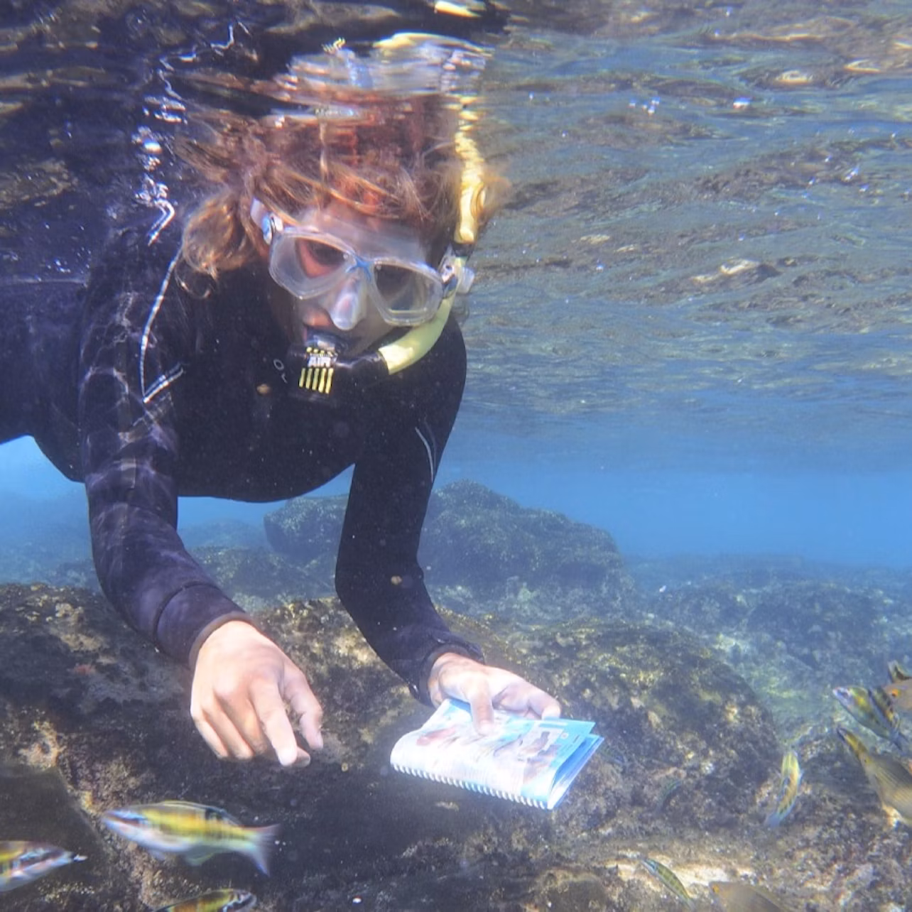 Person in a wetsuit and snorkeling gear taking notes underwater near rocks, surrounded by small fish.
