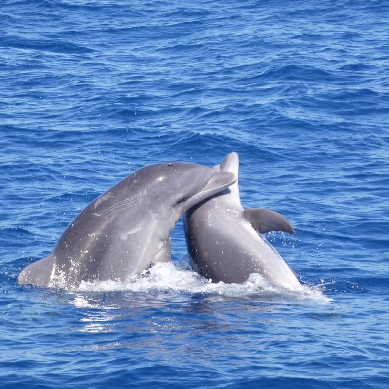 Pair of dolphins playing.