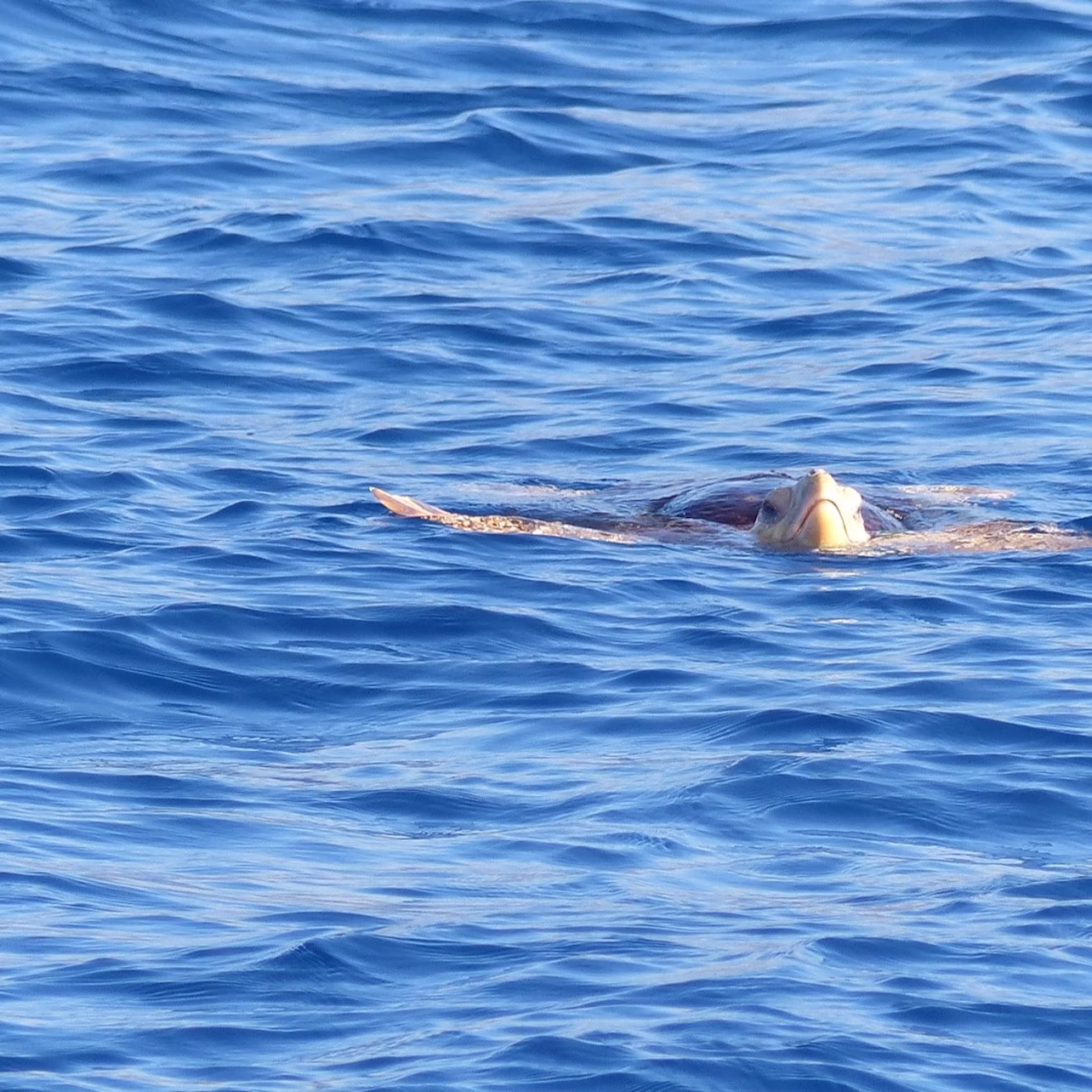 Sea turtle sighting.