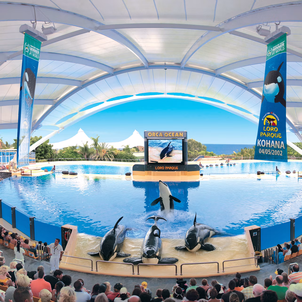 An orca show at Loro Parque under a large tent, with orcas performing tricks in a pool and spectators watching.