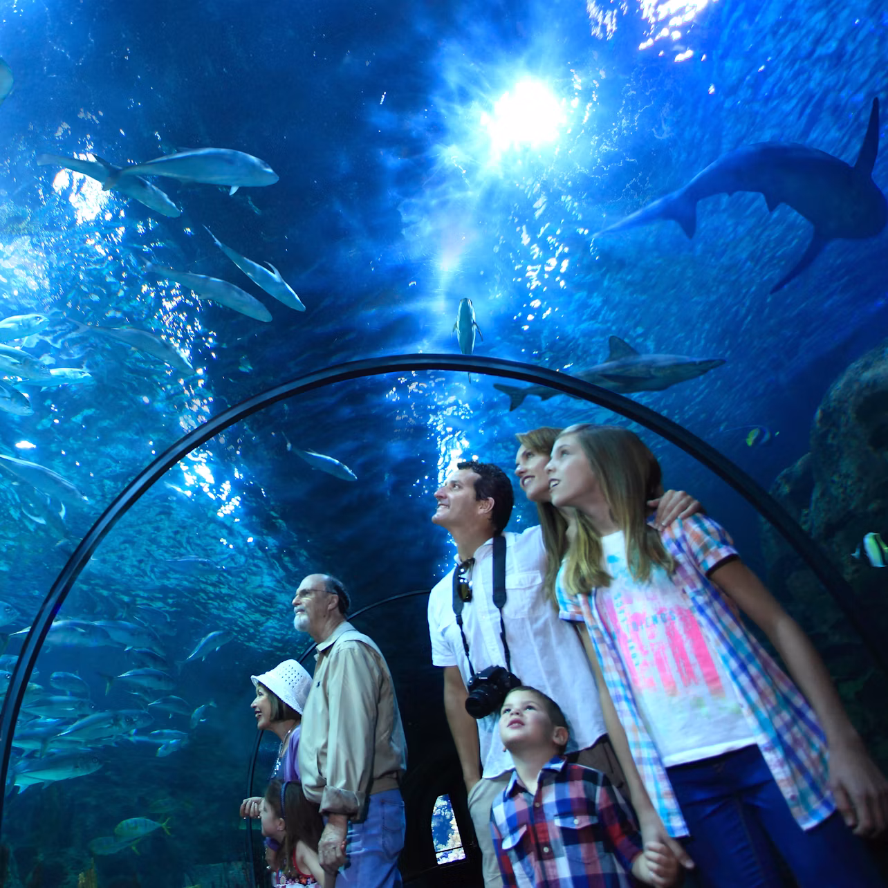 A group of people stand in an underwater tunnel in an aquarium, looking up at fish and marine life swimming overhead.