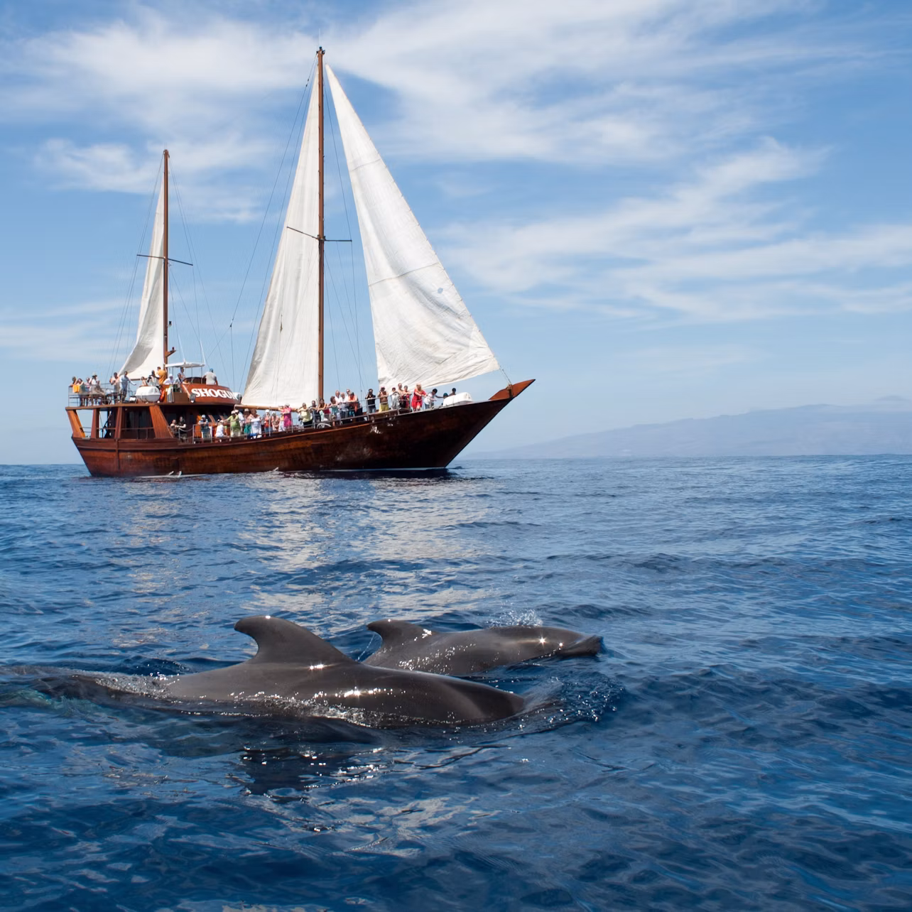 Whales and the boat