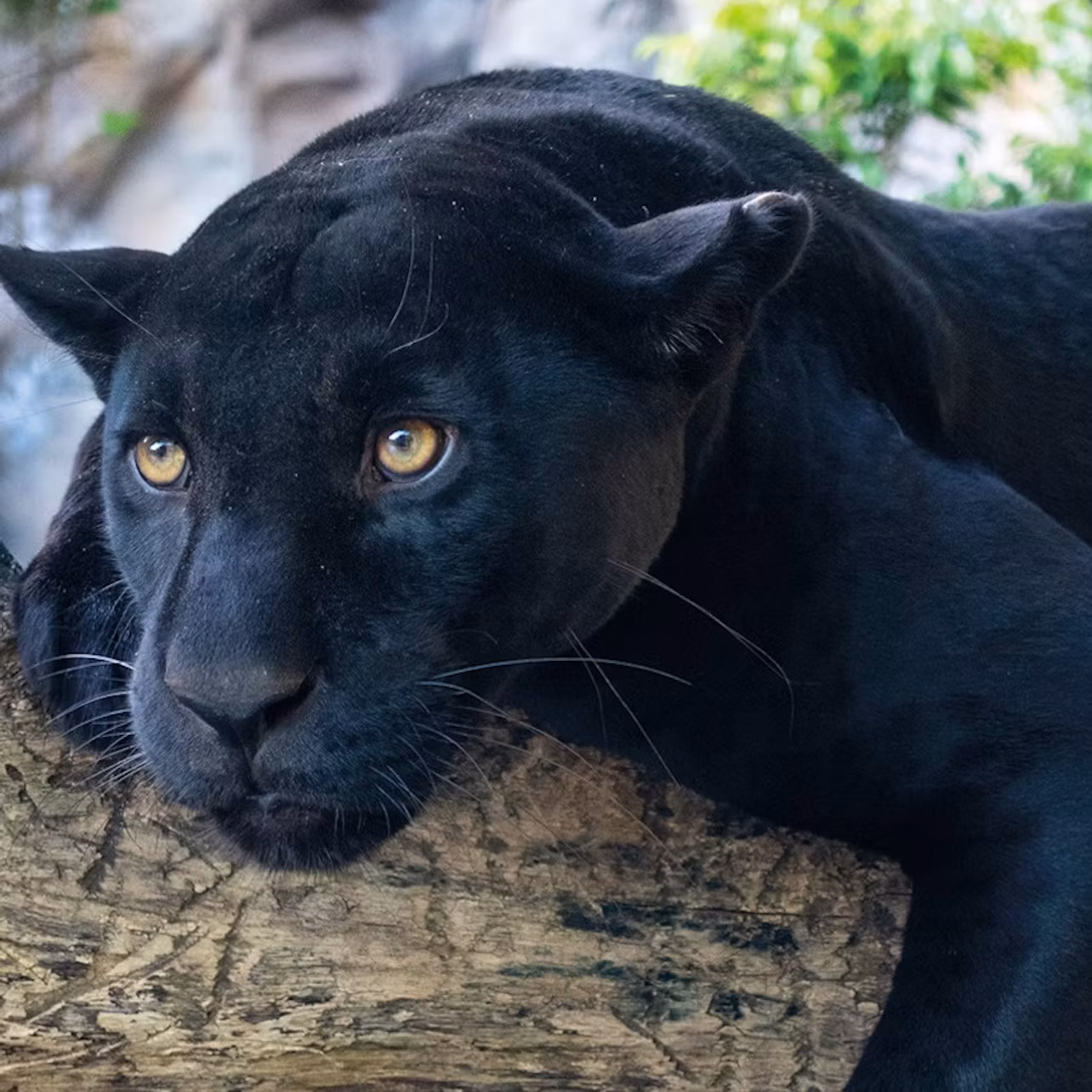 A black panther lays its head and front paws on a tree trunk, its golden eyes staring ahead. Green foliage is in the background.