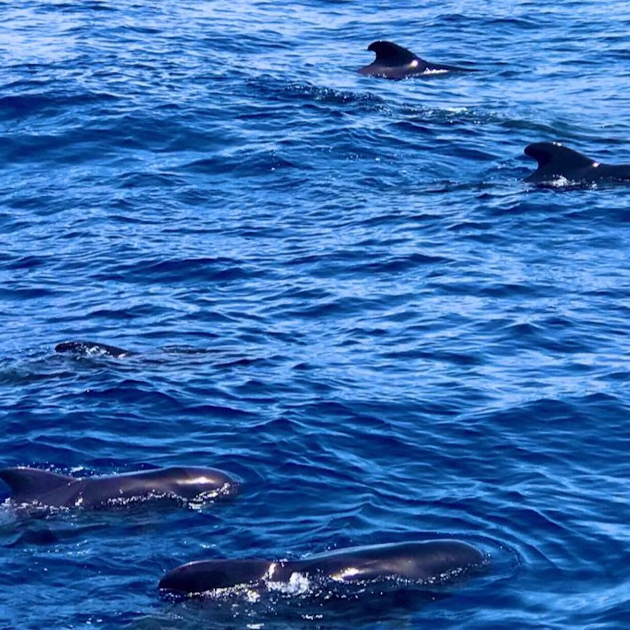 Pilot whales