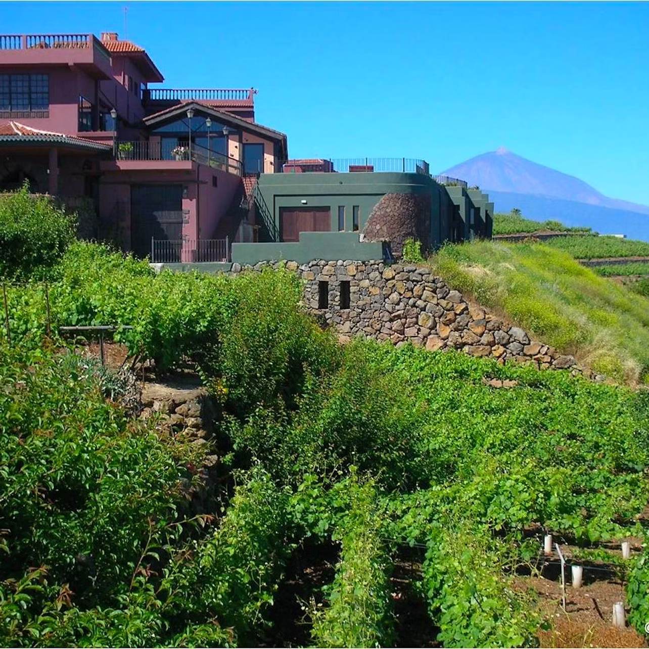 A hillside vineyard with green foliage, stone terrace walls, and a red house in the background under a clear blue sky.