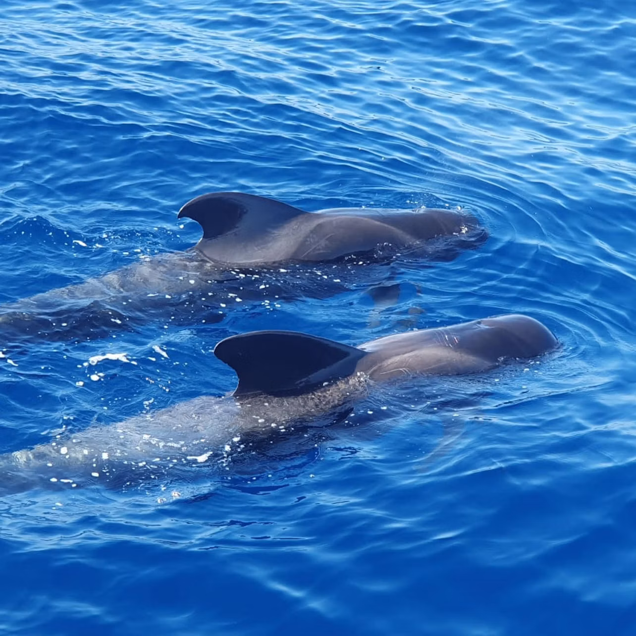 Pair of short-finned pilot whales.
