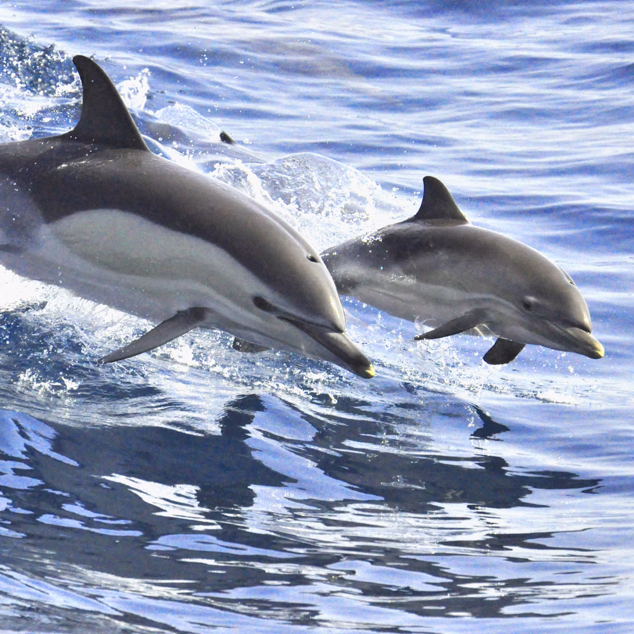 Two dolphins leaping out of the water in unison, creating splashes against a backdrop of calm, blue ocean.
