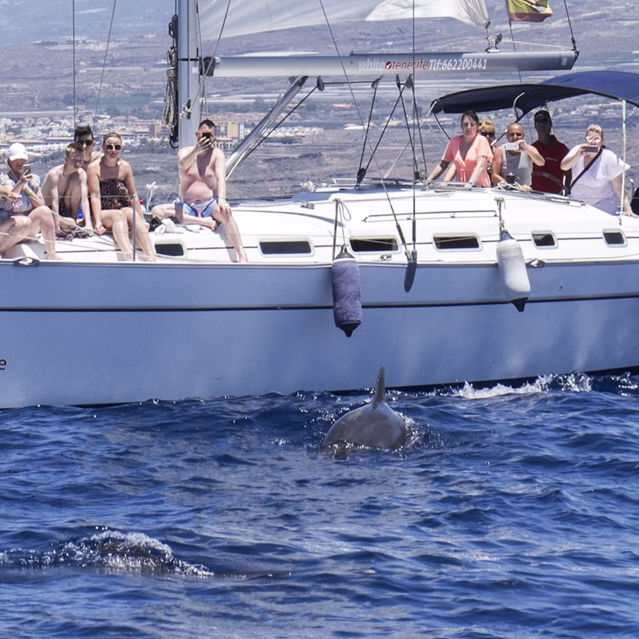 Group of people on a sailboat watching dolphins swim in the ocean, with mountainous coastline in the background.