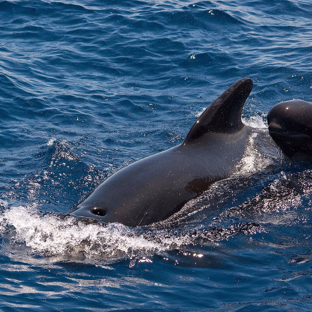 A black pilot whale surfaces in blue ocean water, with its dorsal fin visible and water splashing around it.