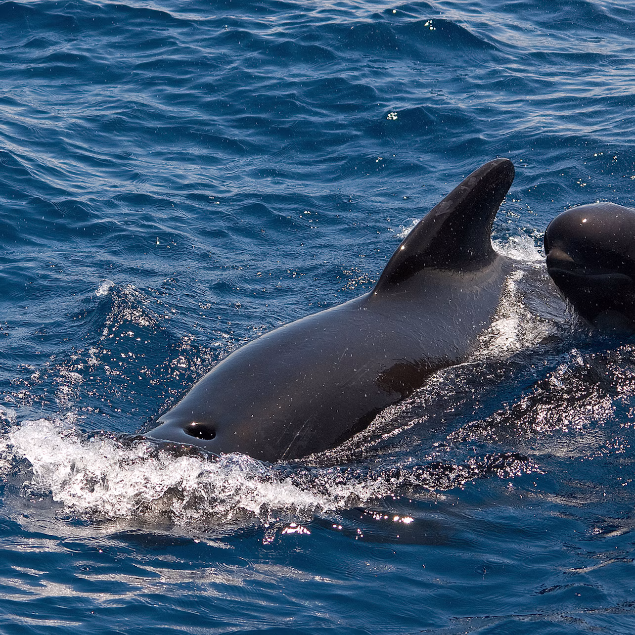 A black pilot whale surfaces in blue ocean water, with its dorsal fin visible and water splashing around it.