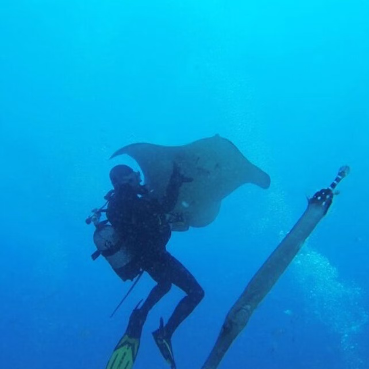 DIVER
