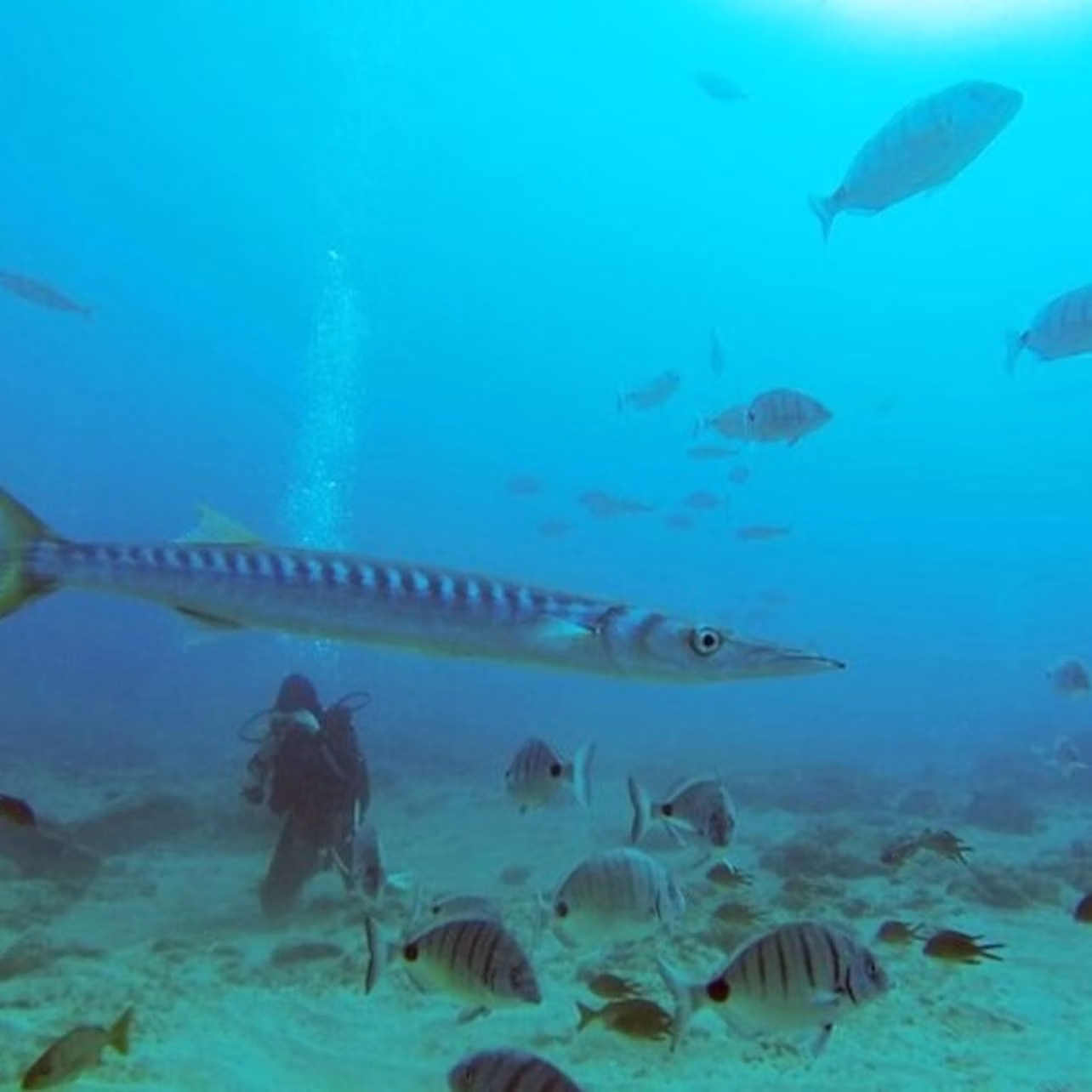 fish