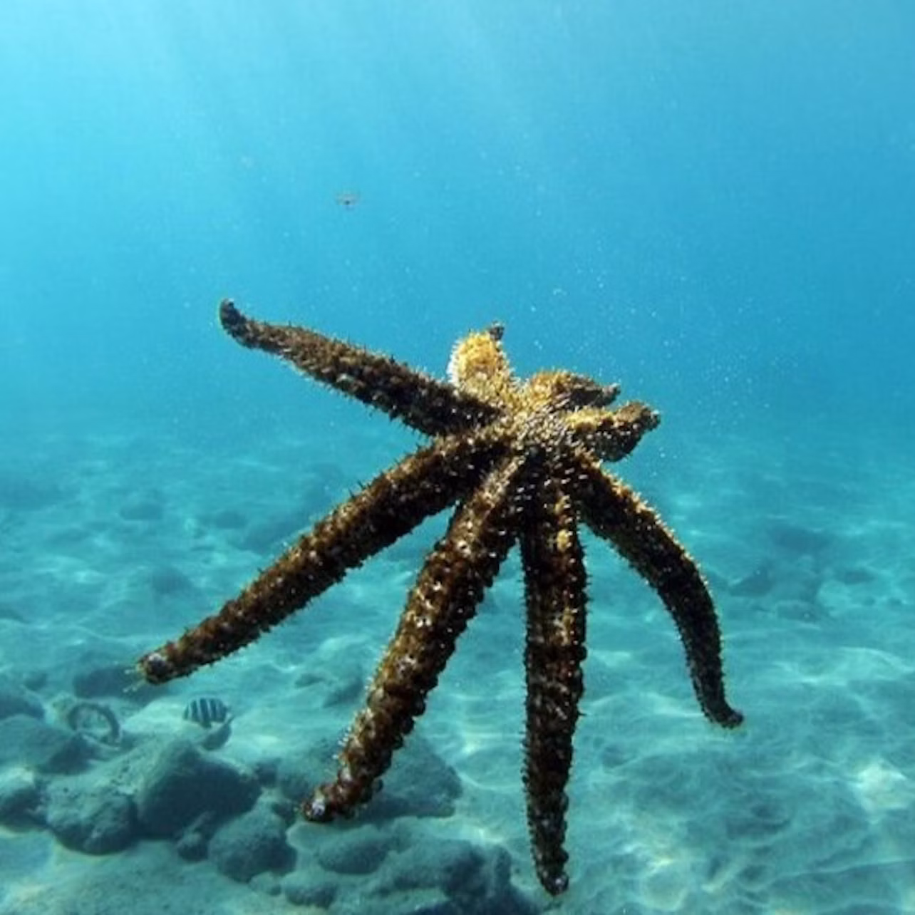 starfish