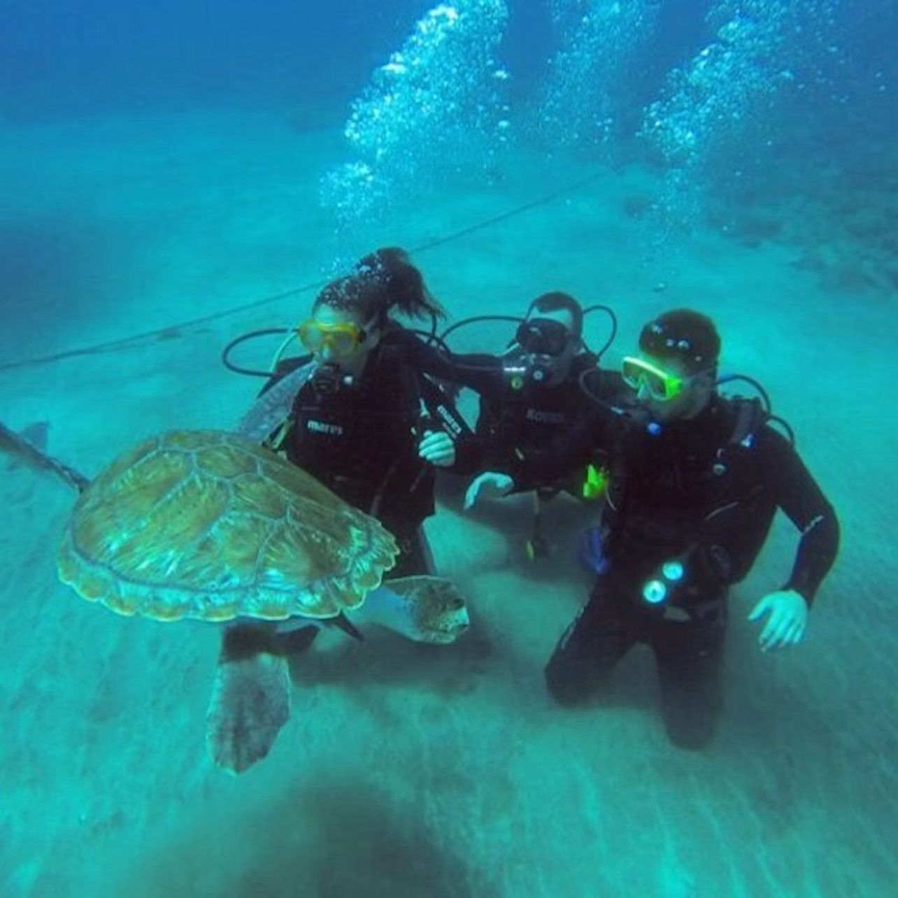 DIVING WITH TURTLES