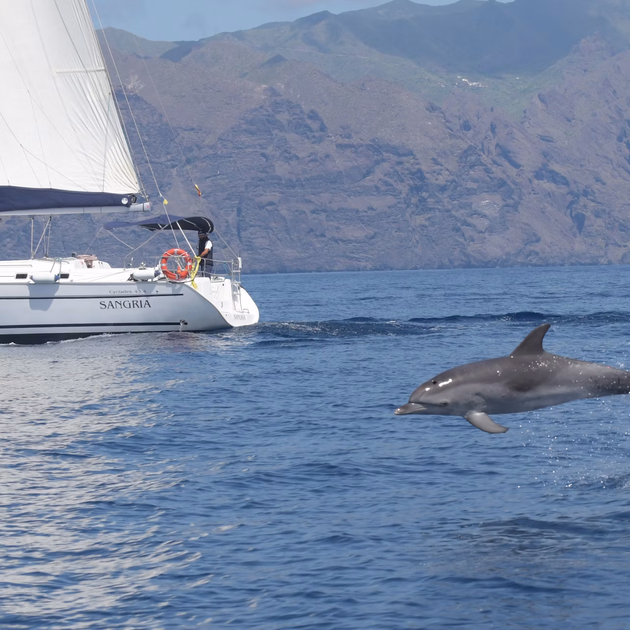 Our boat Sangría with a dolphin