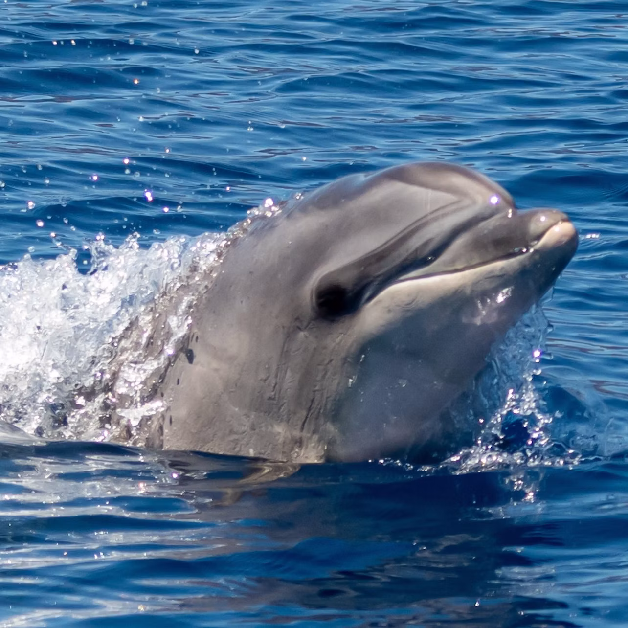 Sighting a dolphin from the boat