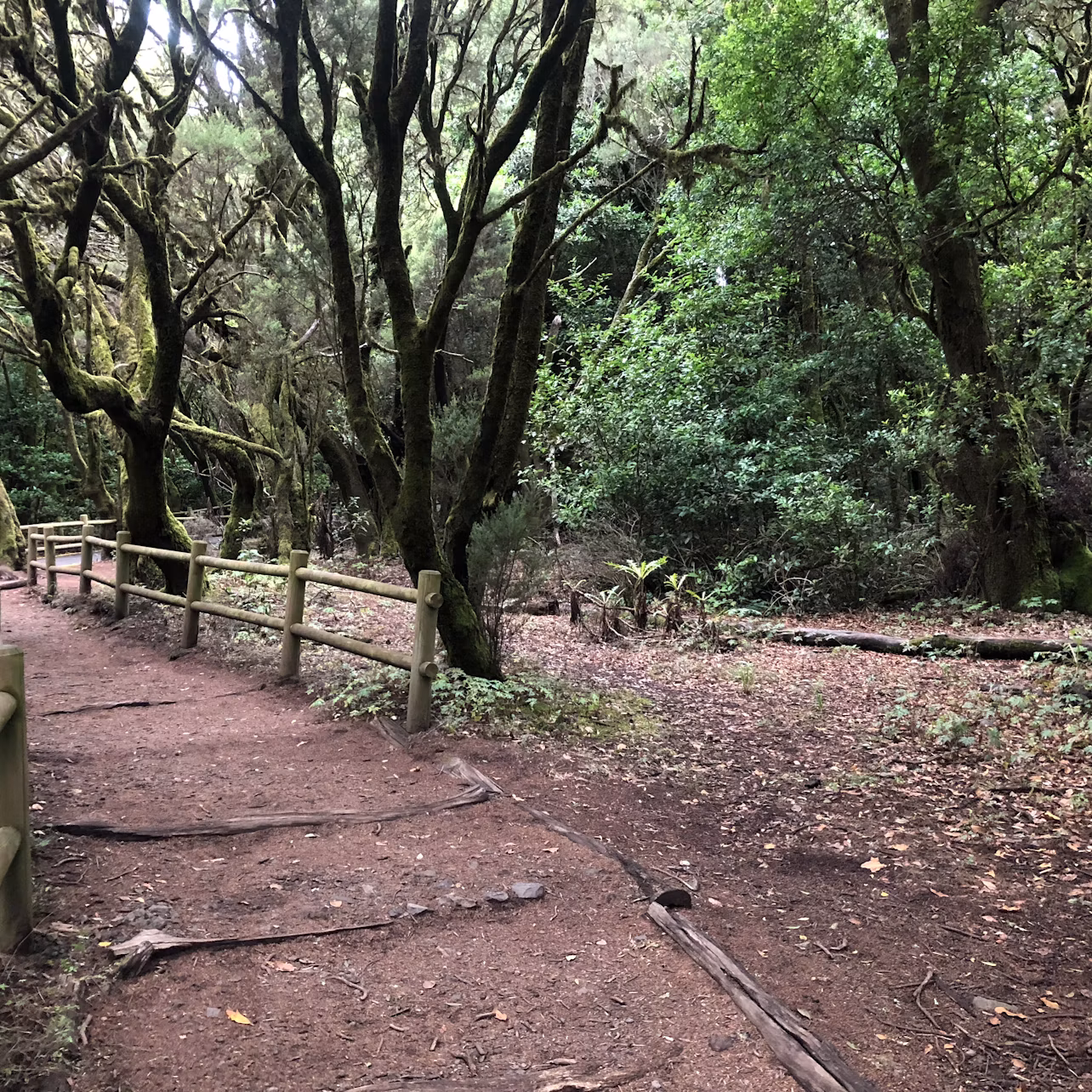 Garajonay National Park