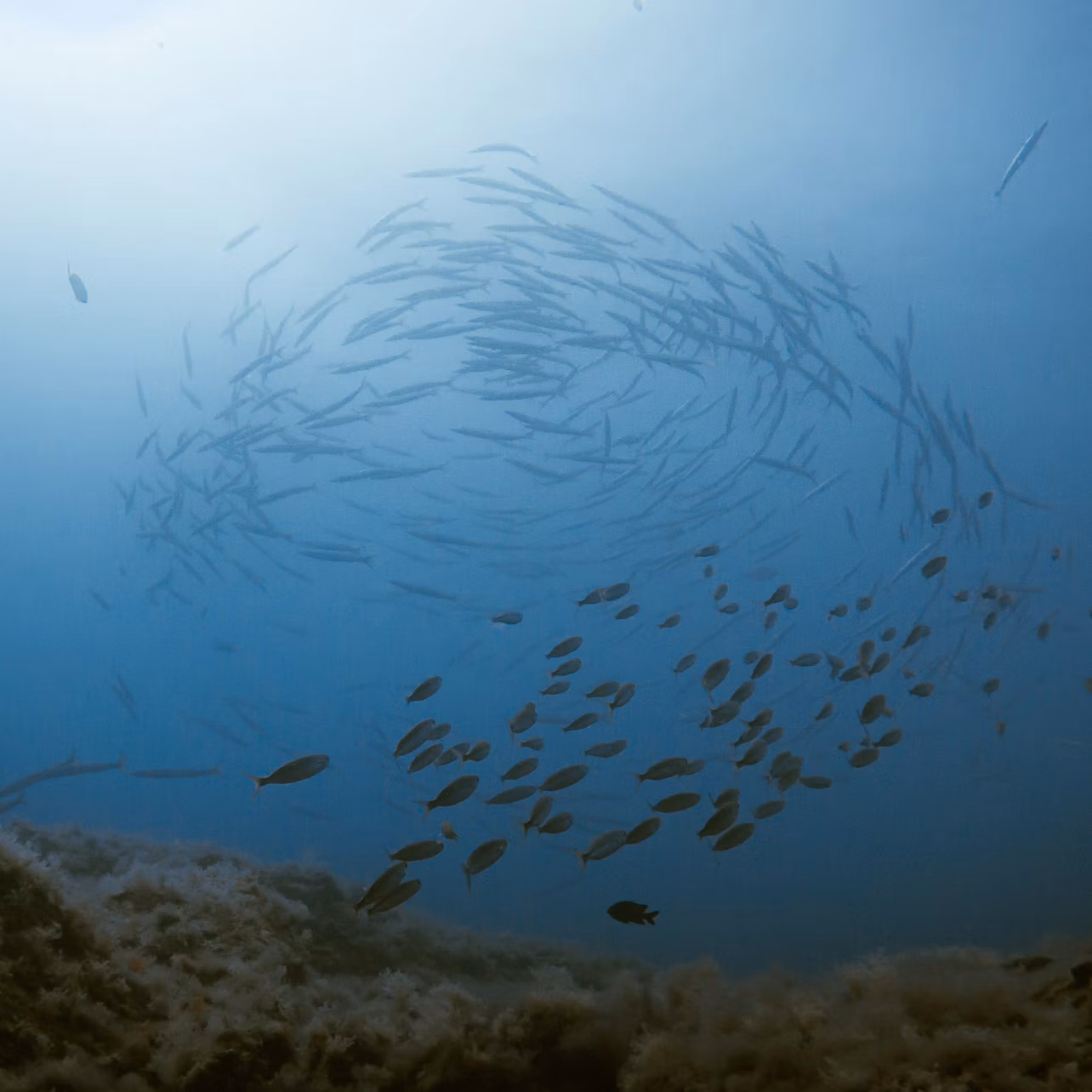 FISH