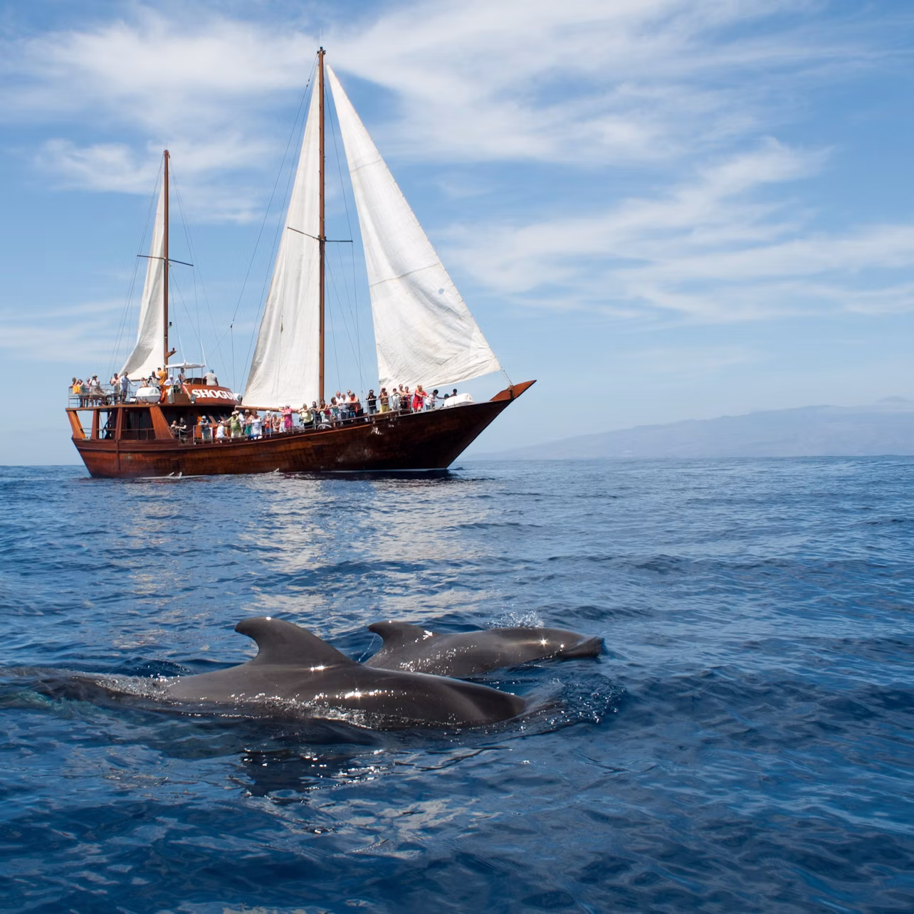 Costa Adeje : Croisière guidée d'observation des baleines et dauphins (2h)