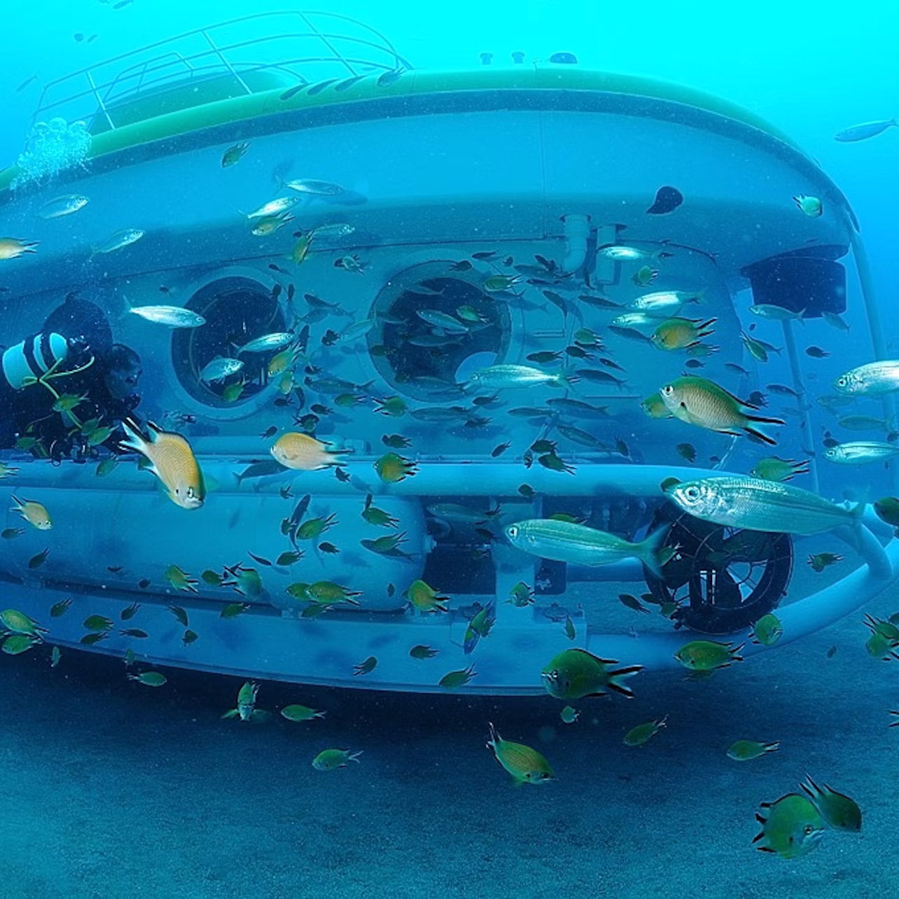 Submarine Safaris