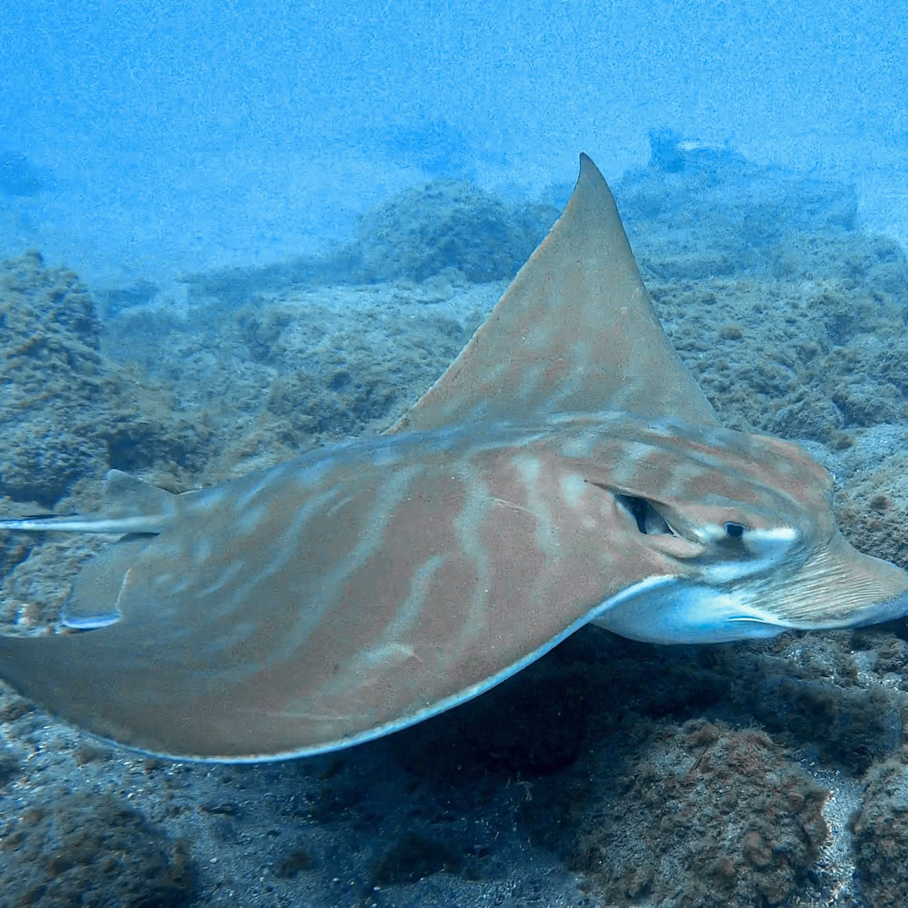 RAY