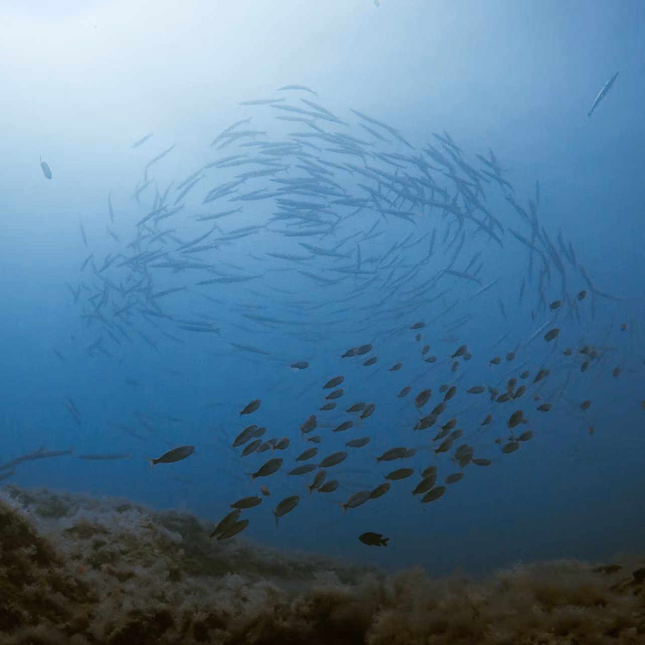 FISH