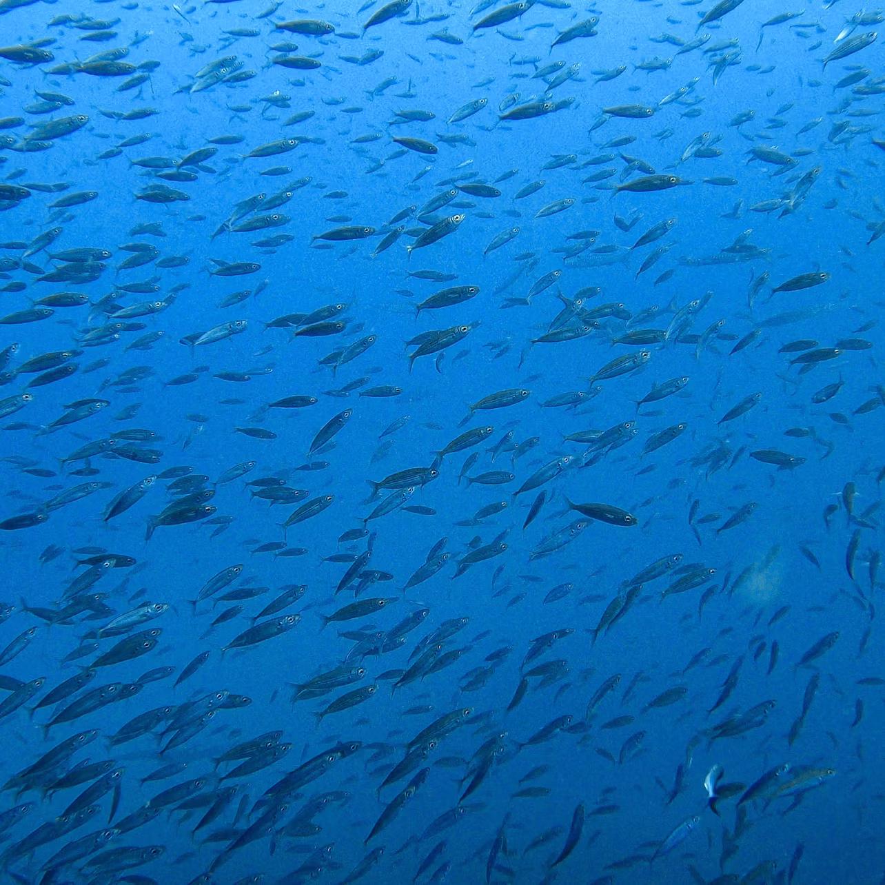 underwater