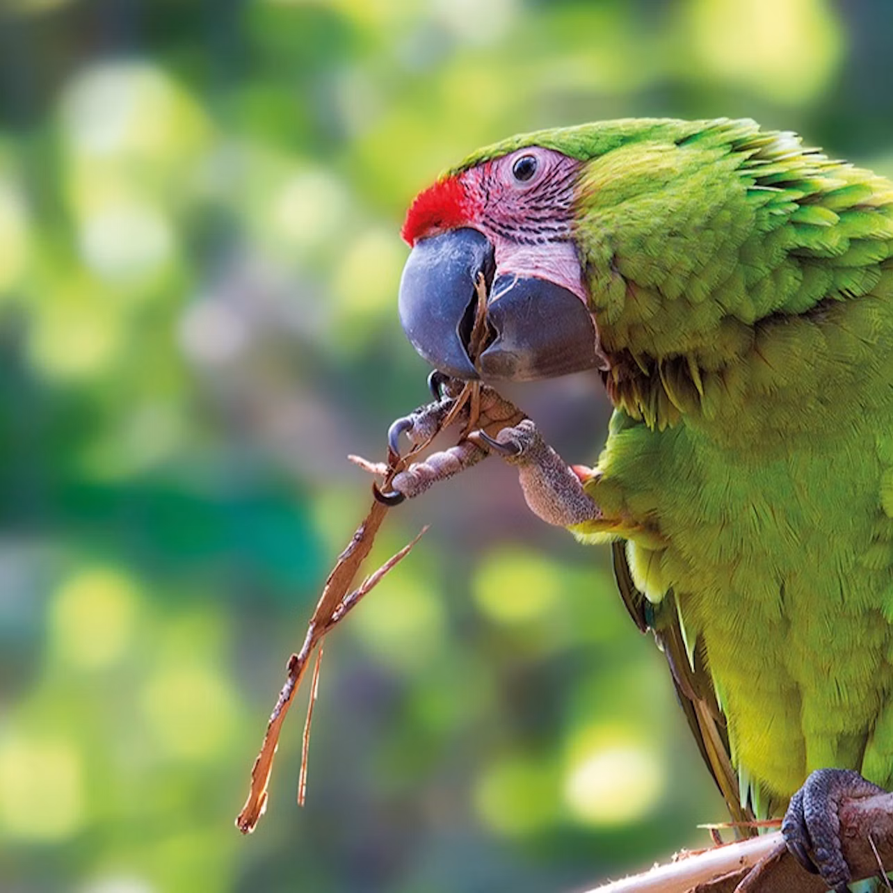Loro Parque