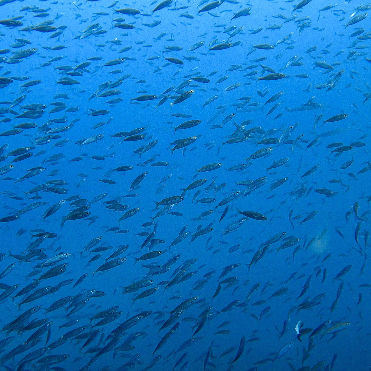 fishes