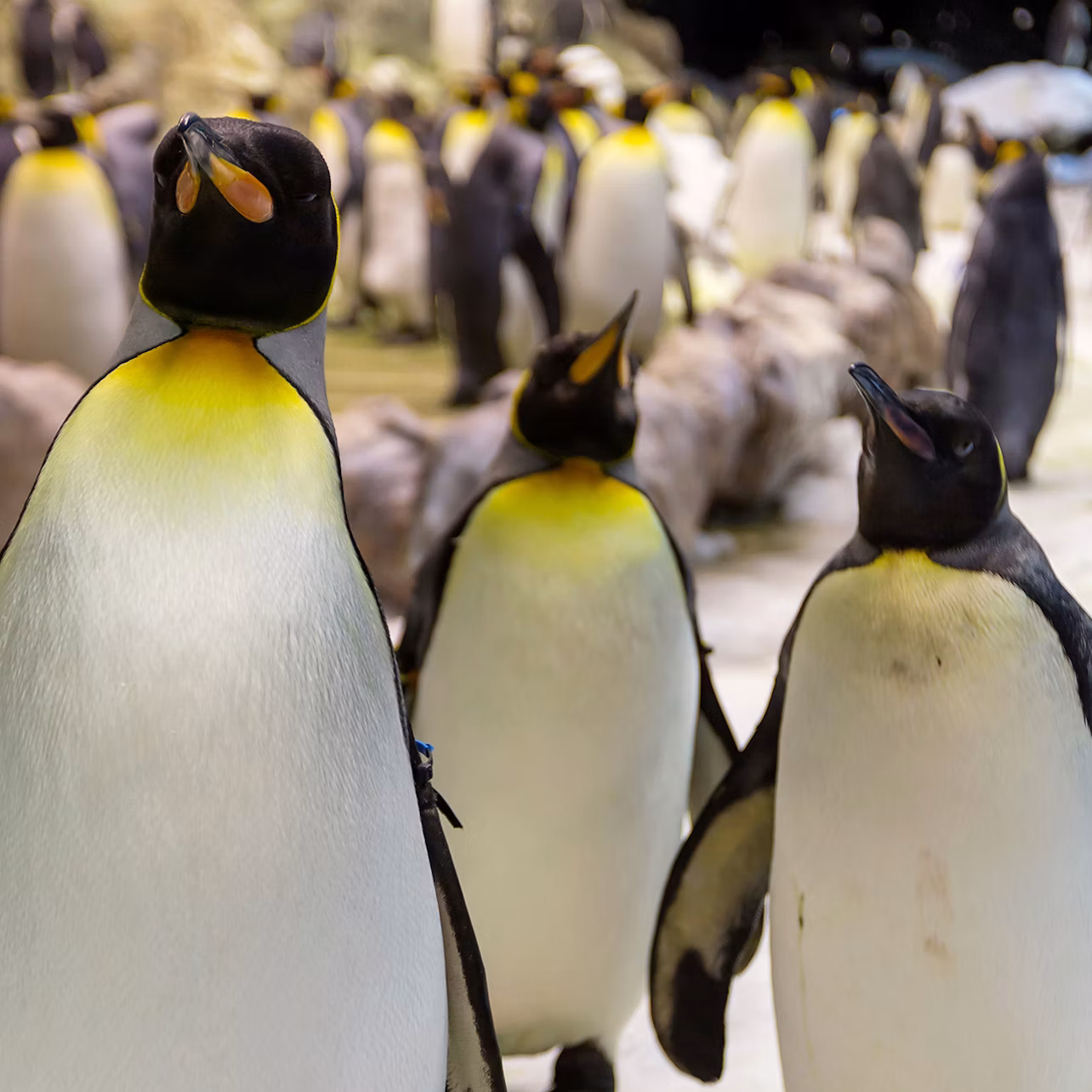 Several king penguins standing in a crowded indoor environment.