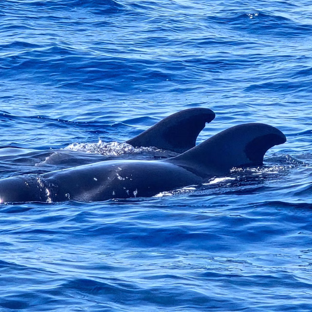 Cetaceans