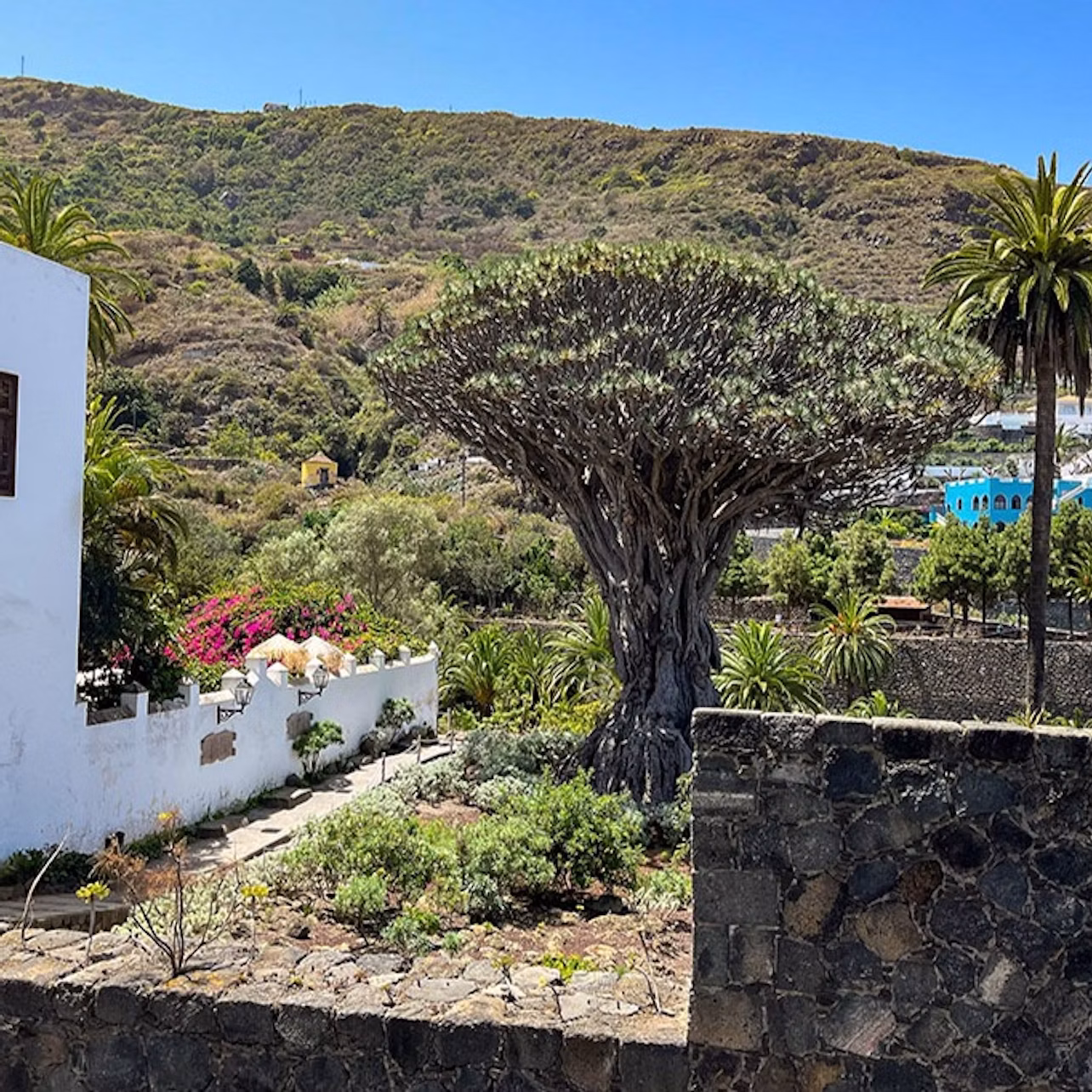 Millenary Dragon Tree in Icod de los Vinos