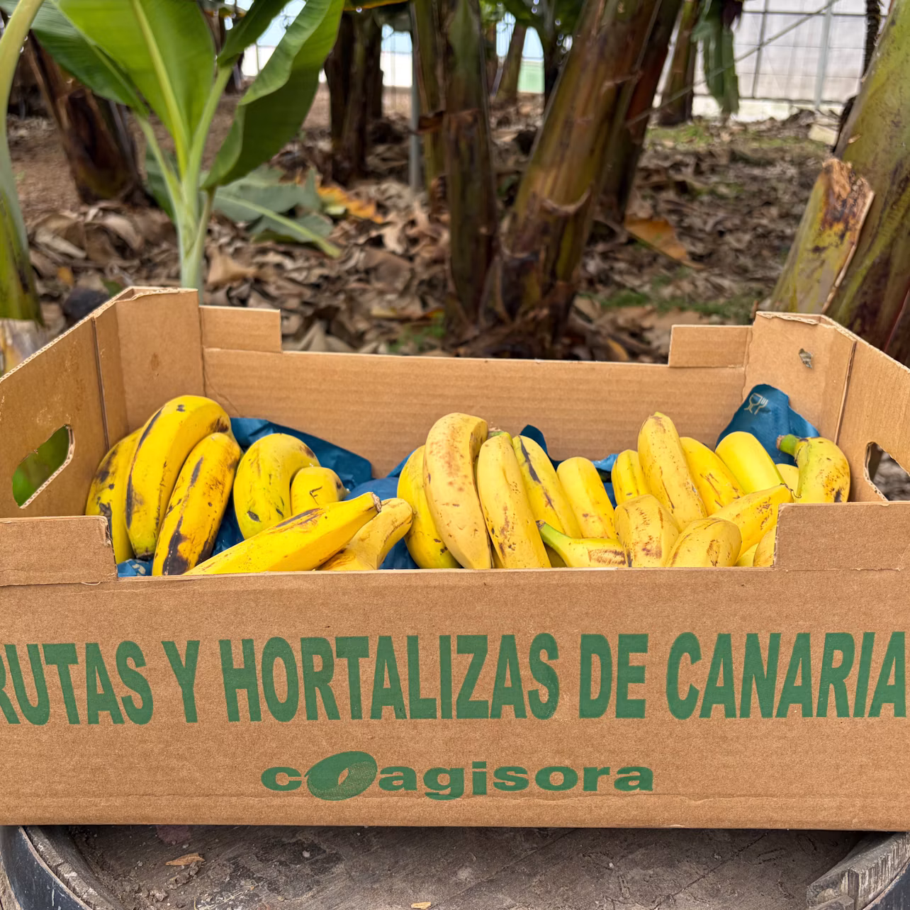 A cardboard box labeled "Frutas y Hortalizas de Canarias" filled with yellow bananas, placed outdoors near banana trees.