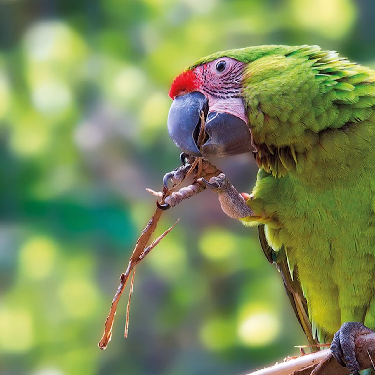 Loro Parque