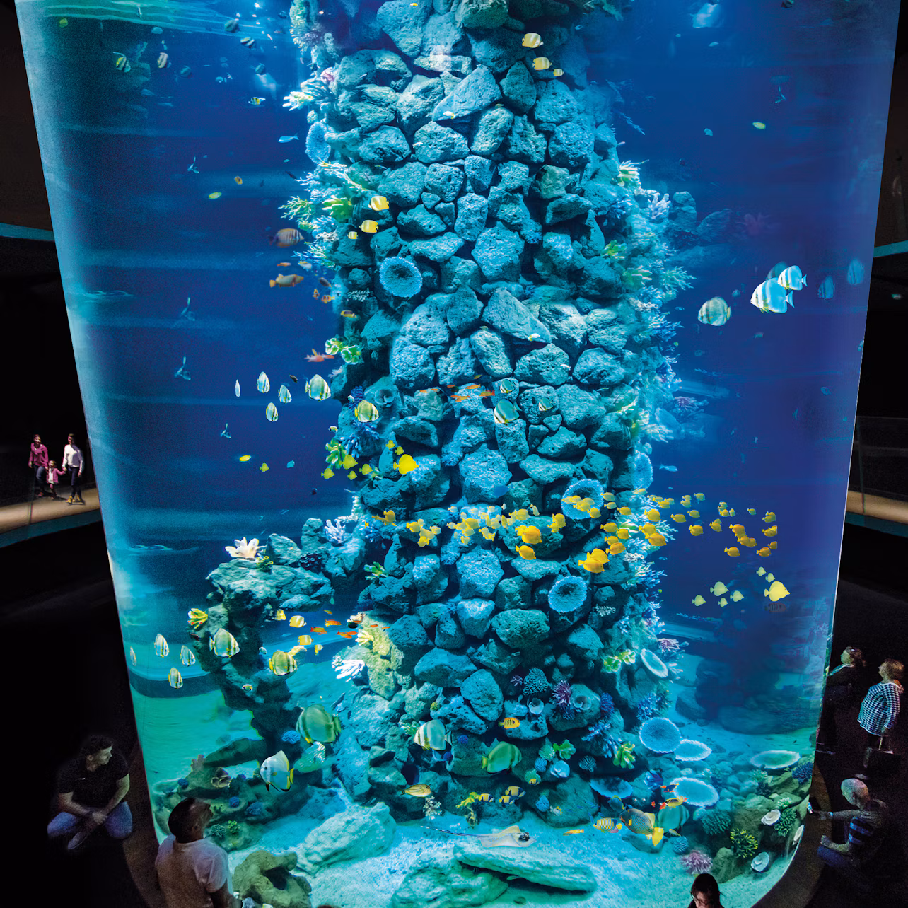 Large cylindrical aquarium with rocky pillar and various colorful fish; people viewing from the base and sides.