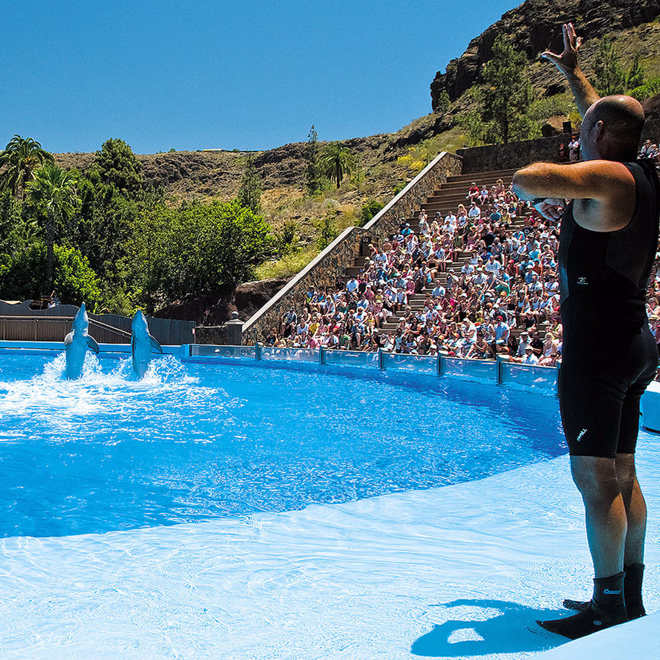 A trainer gestures to dolphins performing in a pool while a large audience watches from stadium seating.