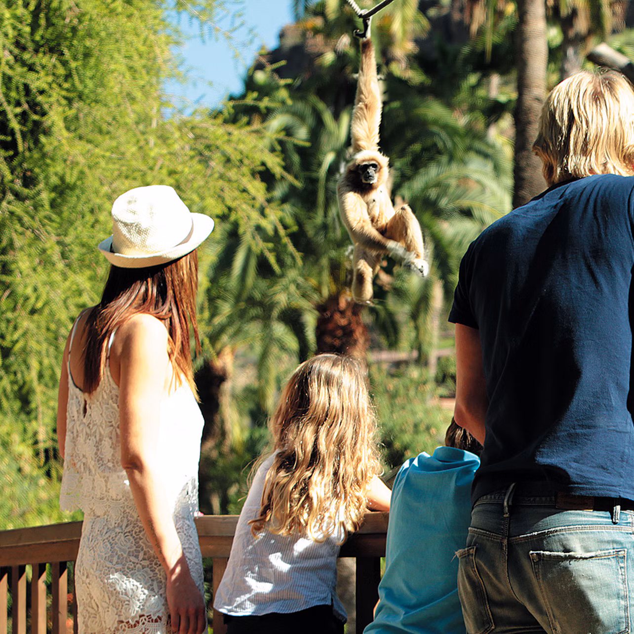 Three people watch a monkey hanging from a tree branch in an outdoor setting with lush greenery.
