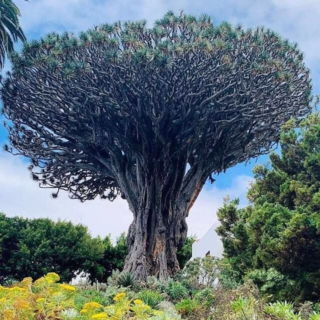 A large, ancient tree with a thick trunk and a wide, umbrella-like canopy, surrounded by lush greenery and clear sky.