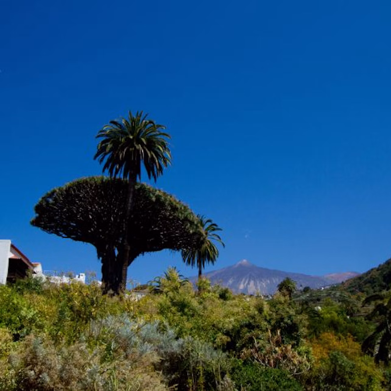 A large, uniquely shaped tree stands amidst lush greenery under a clear blue sky with a distant mountain in the background.