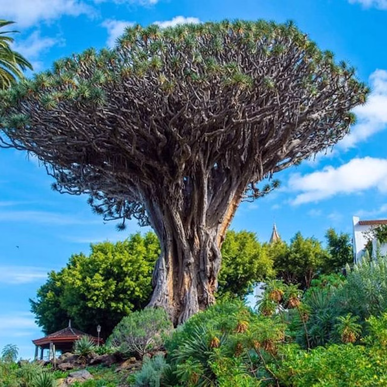 A large, ancient tree with a wide, dense canopy and thick trunk, surrounded by lush greenery and a blue sky with a few clouds.