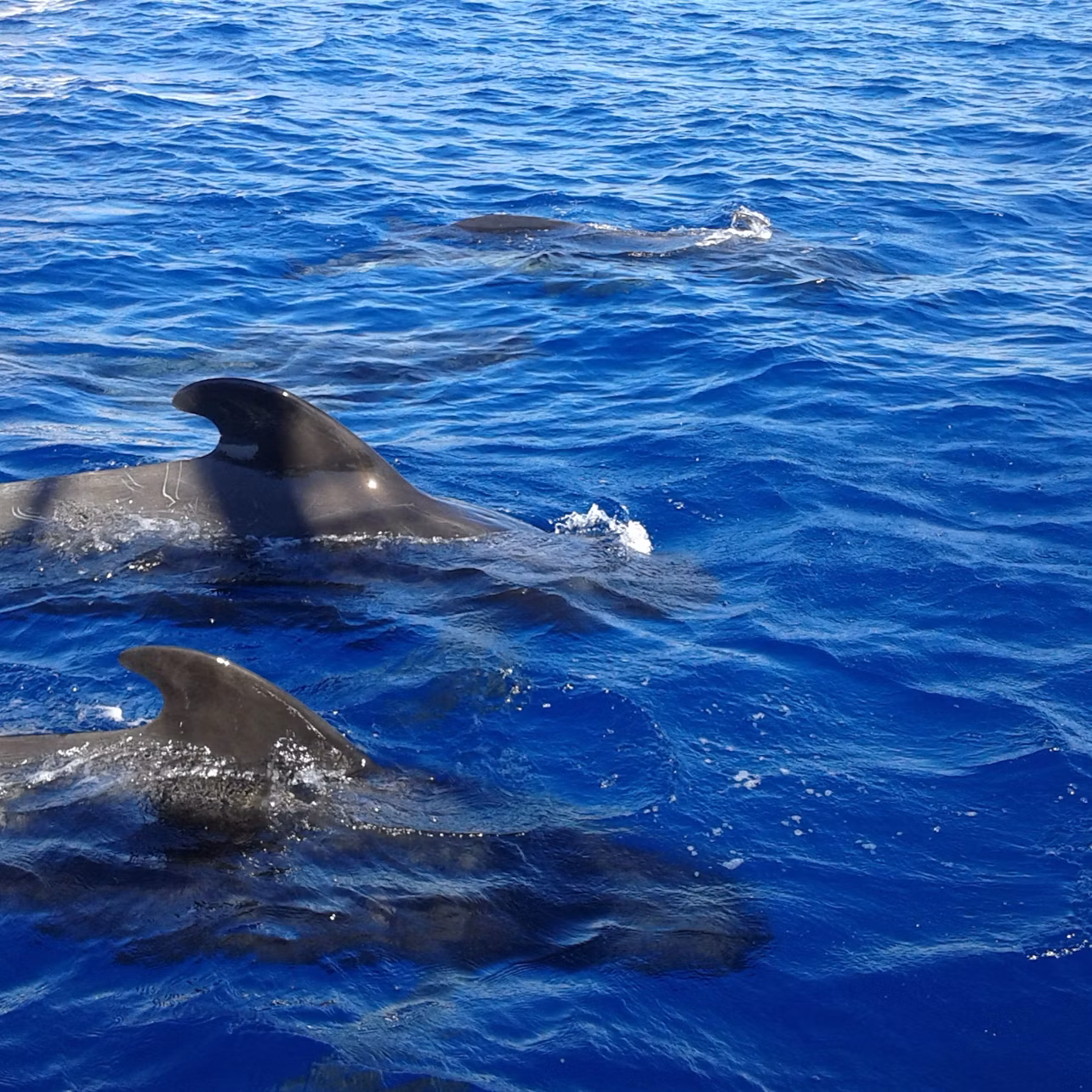 Pilot whales