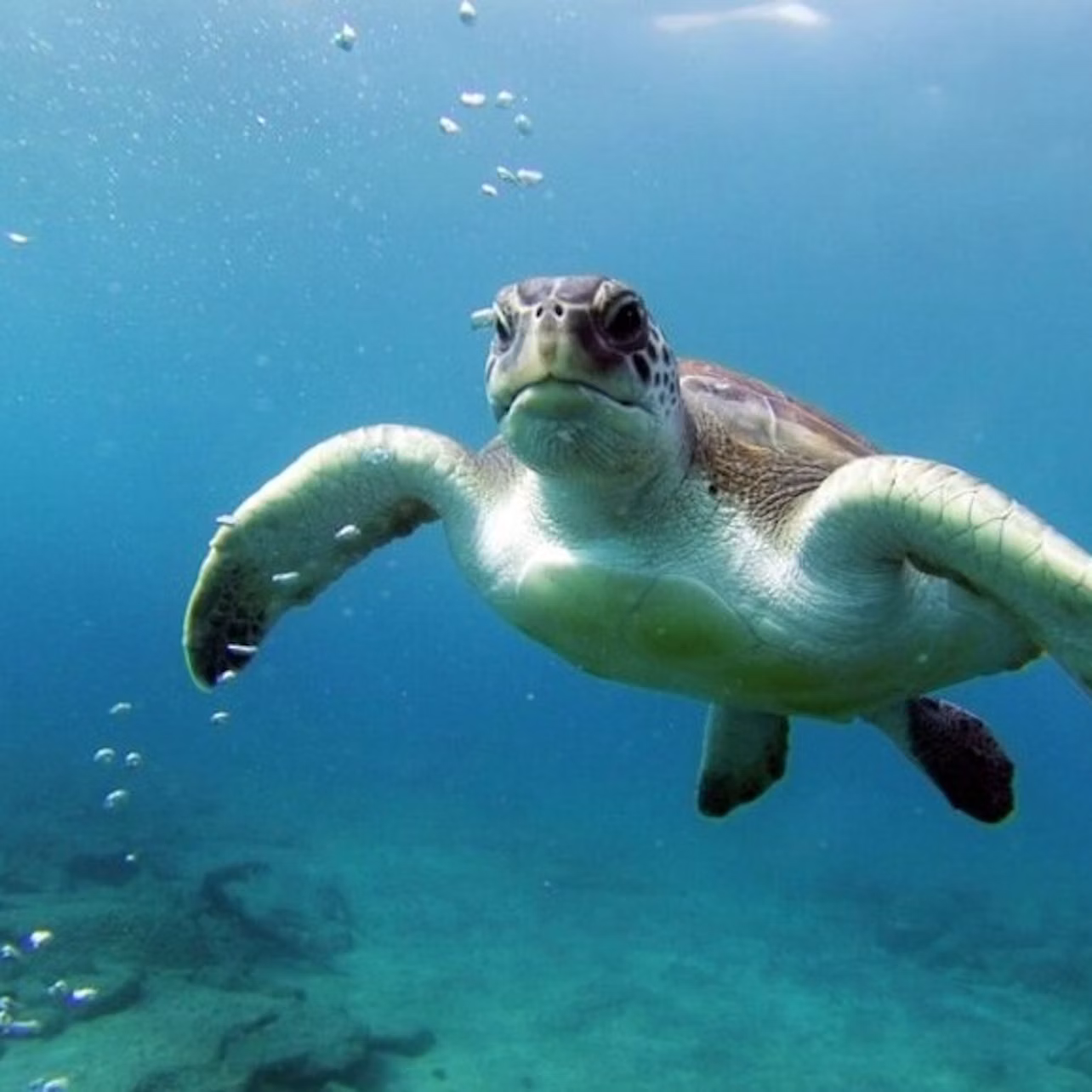 Canary turtle