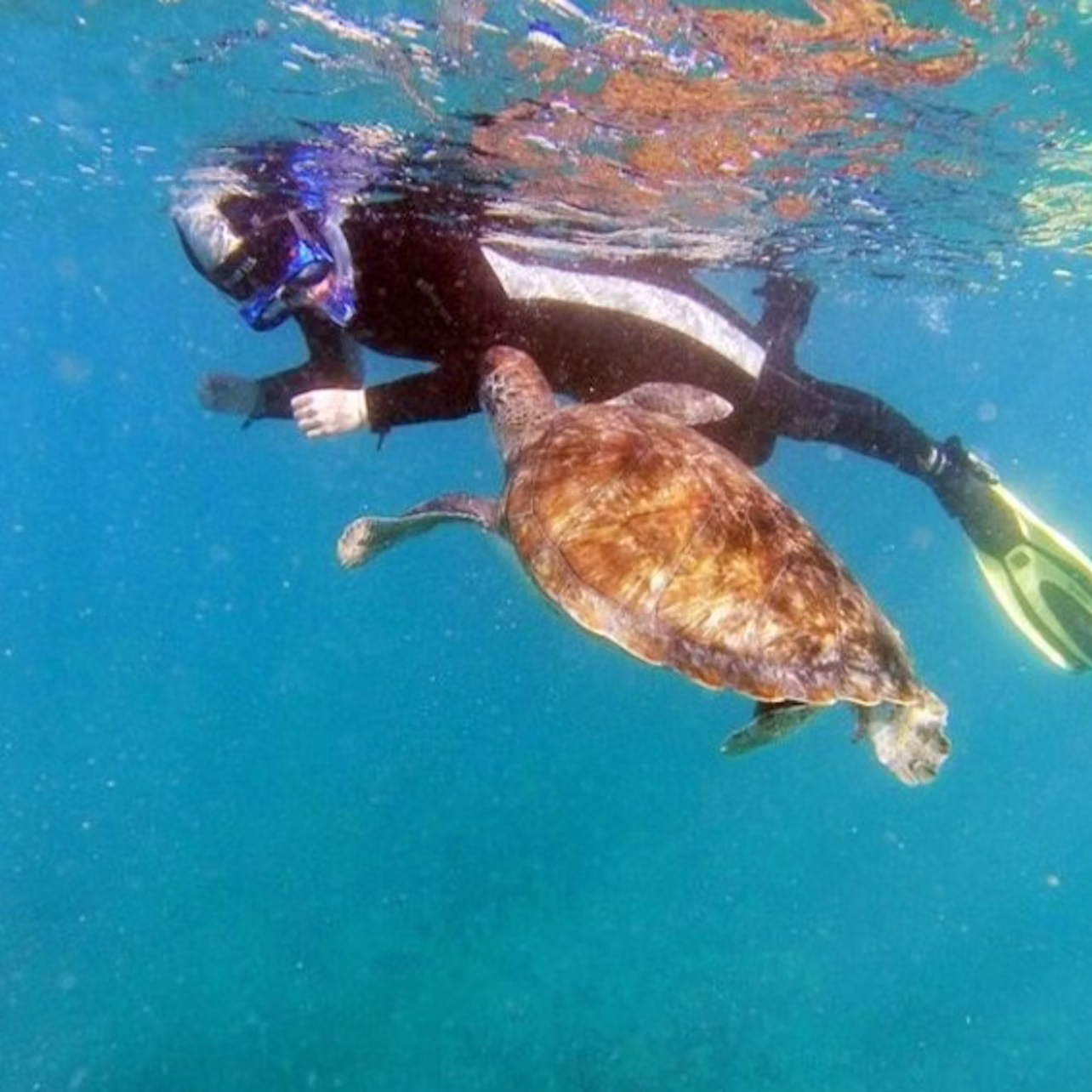 Turtle and snorkeler